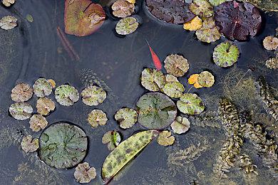 经典日本大正风乙女游戏《华彩煌煌,吾之一族 摩登时代》 延期至10月5日正式发售